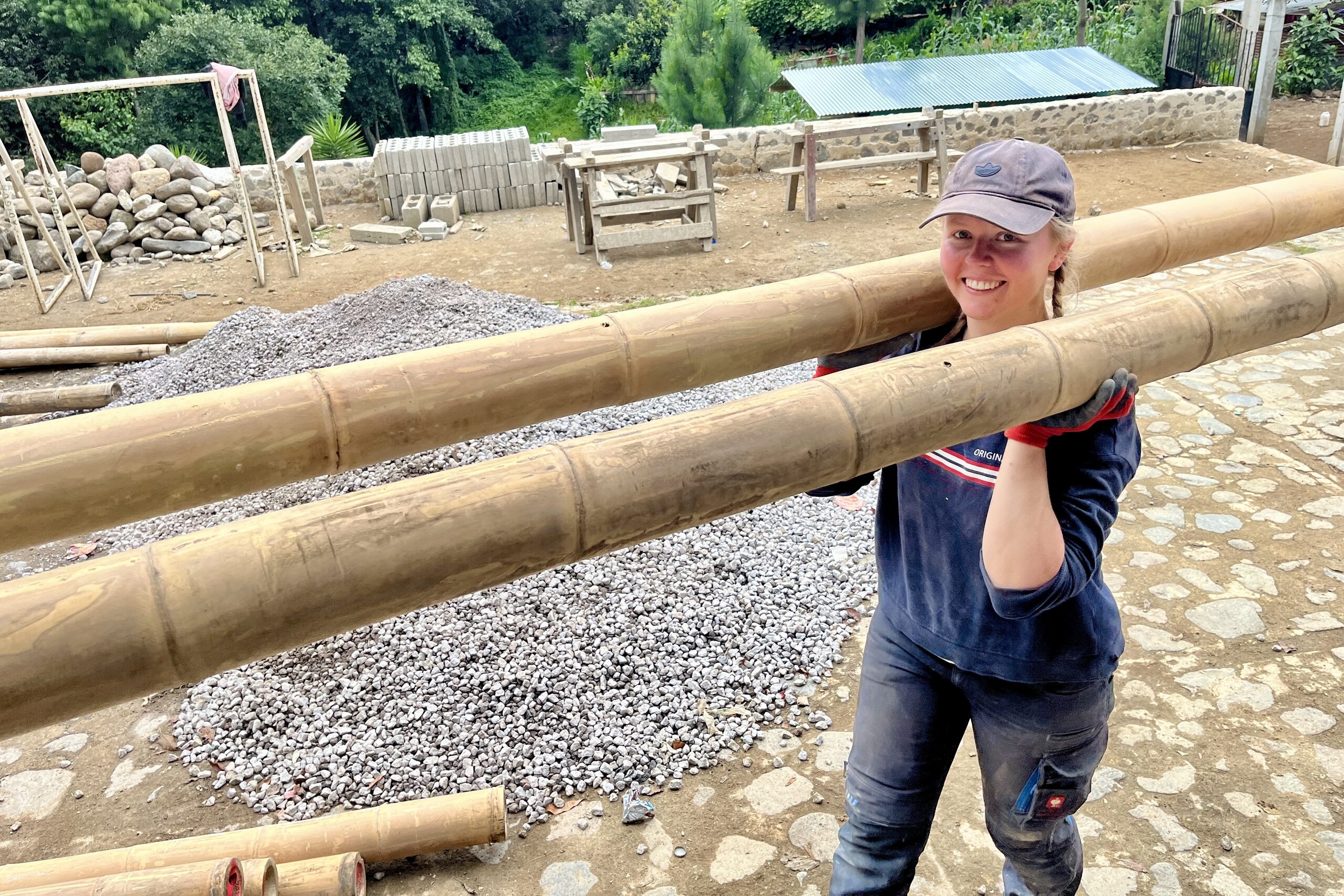 bambus fargesia im topf Bambus (Fargesia) Simba 80-100cm als Ballenware
